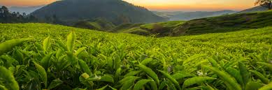 Global Tea Industry introduced a Tea Typology
