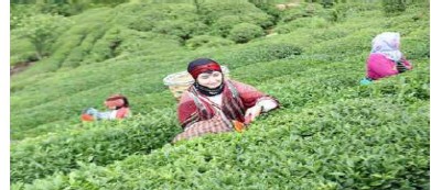 India - EU FTA - Benefits Tea Sector but Concerns on MRLS